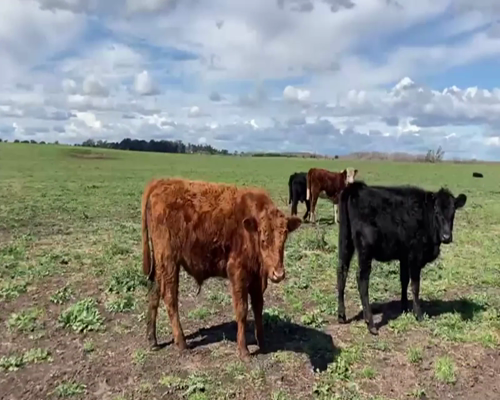 Lote 92 TERNS. MACHOS Y HEMBRAS, TANDIL, PCIA. DE BS. AS.