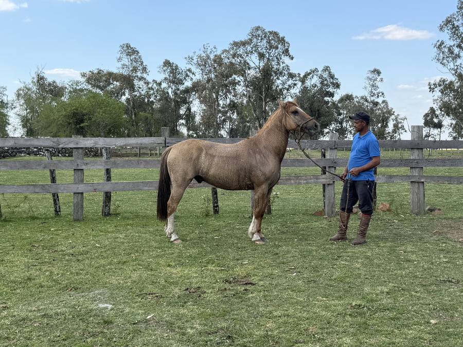 Lote Macho gatiado manso