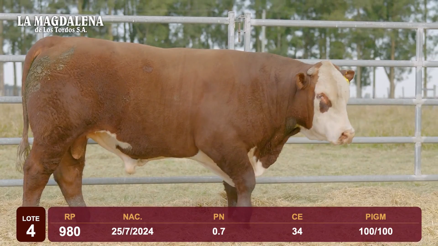 Lote Lote 4 - Hereford
