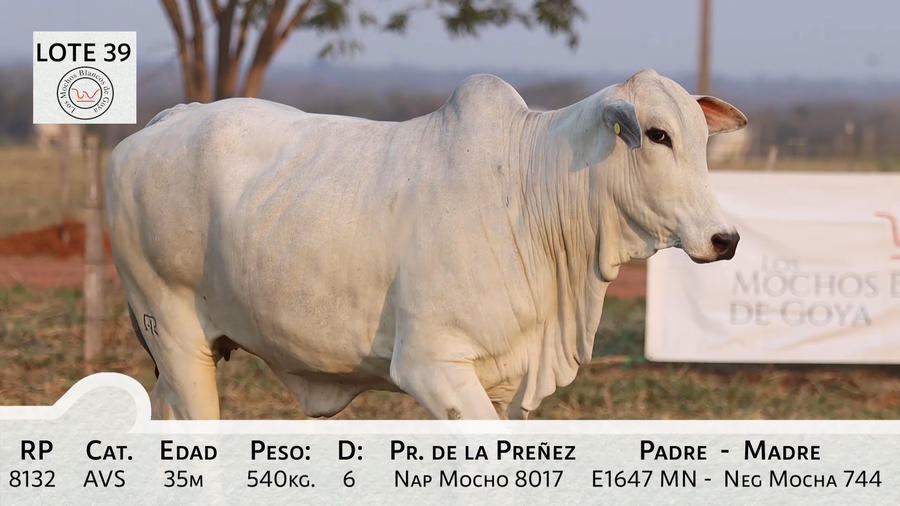 Lote LOTE 39