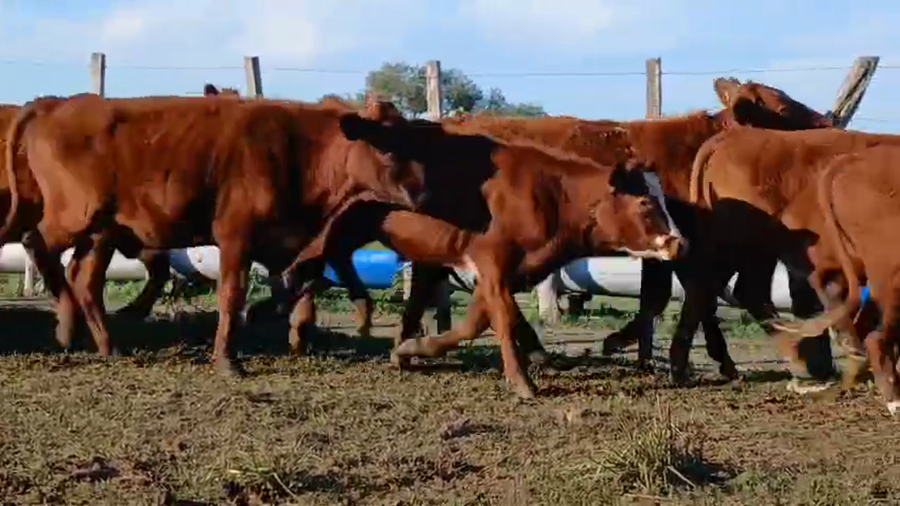 Lote 45 Novillitos
