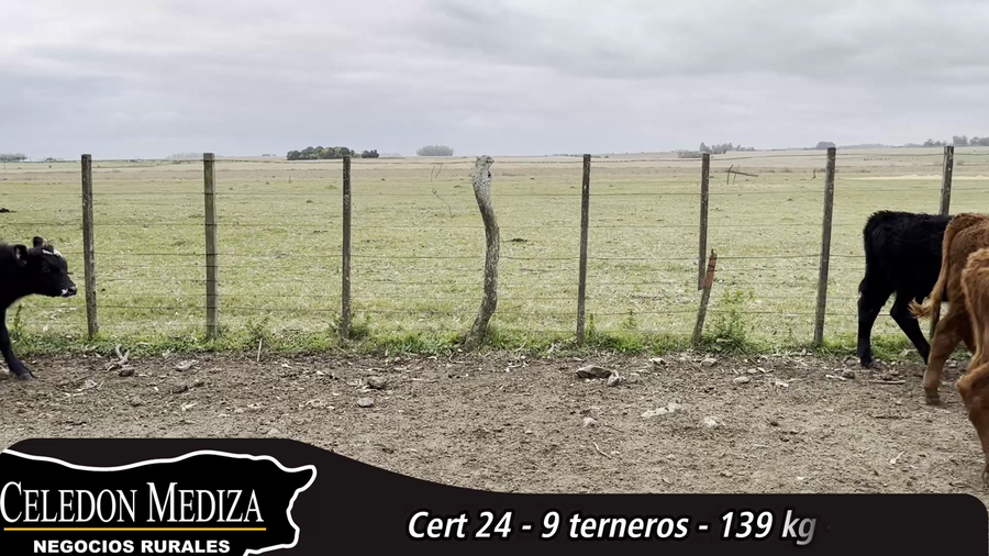 Lote 9 Terneros en Colonia