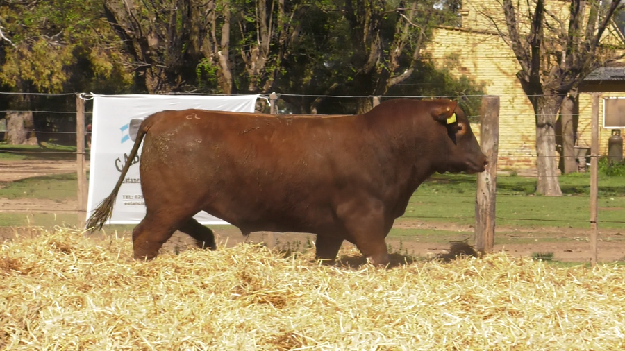 Lote TOROS PUROS CONTROLADOS