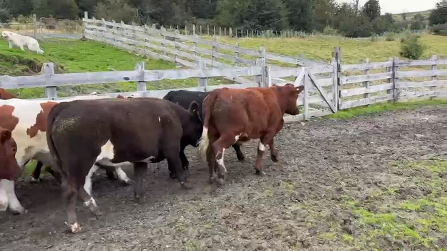 Lote 32 Novillo Engorda en XI Región Aysén, Río Ibáñez