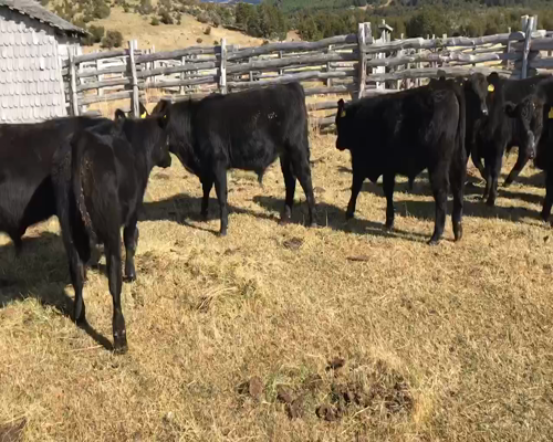Lote 30 Ternero en Coyhaique, XI Región Aysén