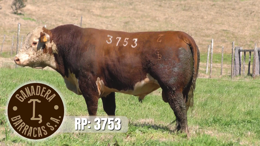 Lote (Vendido)Toros a remate en Ganadera Barracas S.A en Caraguata