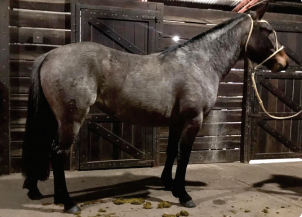 Lote Vidalita Rumbeadora