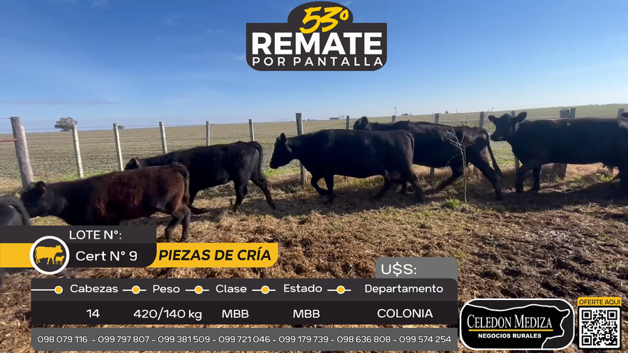 Lote 14 Piezas de cría en Otra Localidad, Colonia