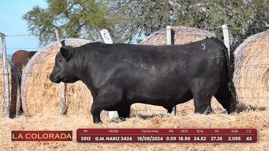 Lote Angus Morixe Negras