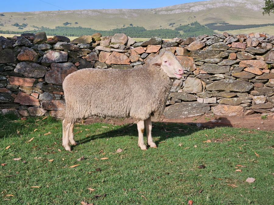Lote Carneros a remate en Subasta Online - Nambi Guasu, Lavalleja
