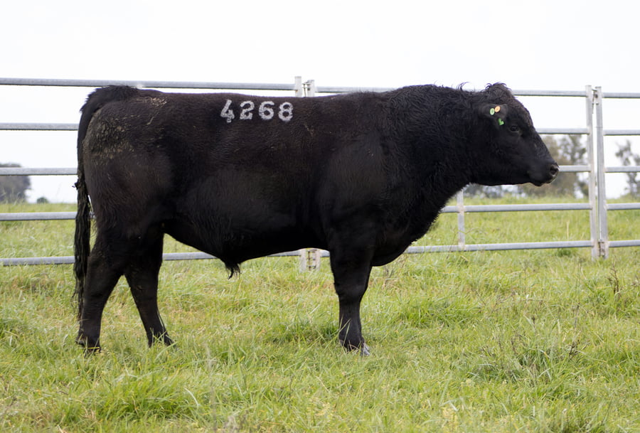 Lote ABERDEEN ANGUS SA - Angus NEGROS