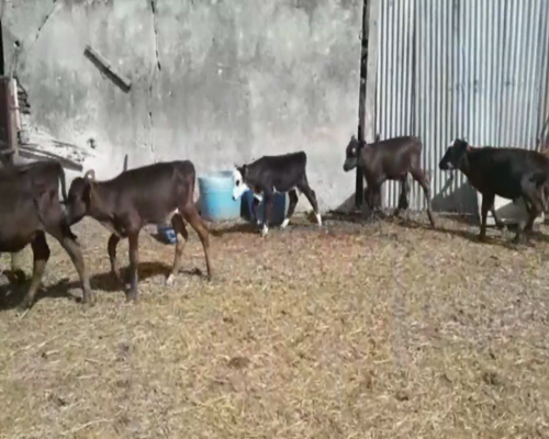 Lote Terneros y Terneras