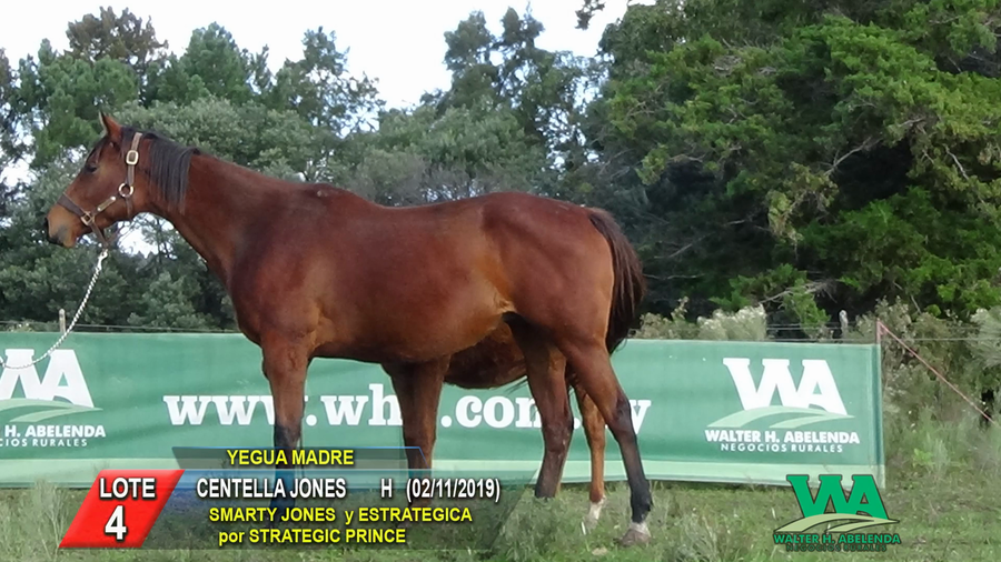Lote CENTELLA JONES