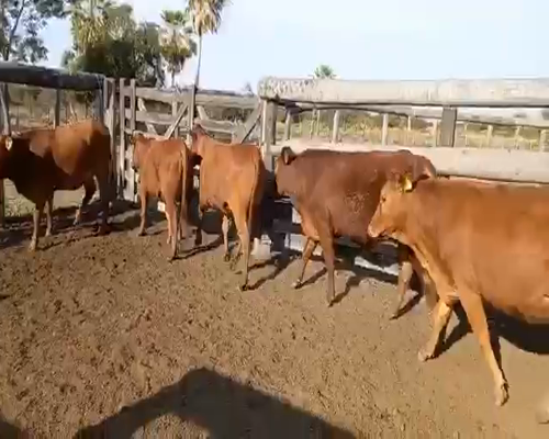 Lote Vaquillas Preñadas