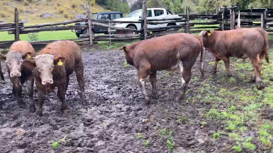 Imagen 2 del Lote Lote 15 Ternero en Aysén, XI Región Aysén