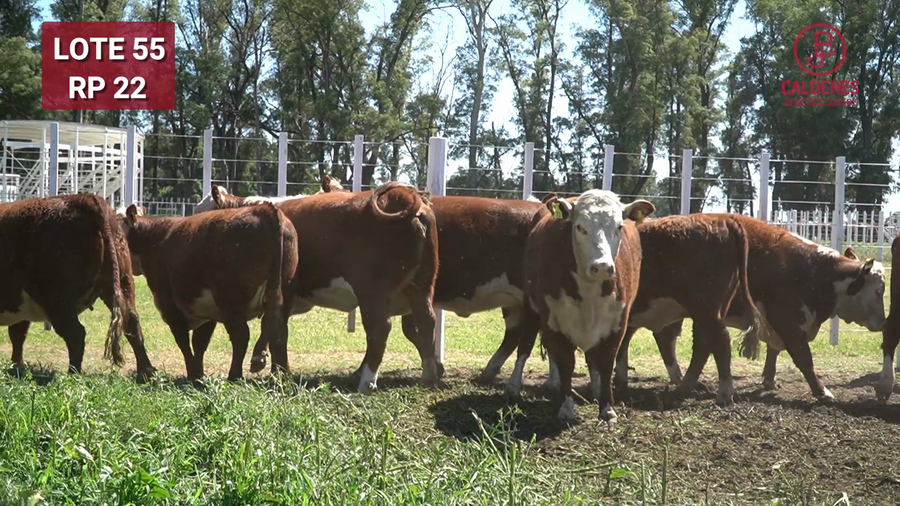 Lote VAQUILLONAS PREÑADAS PR Polled Heref.  x IA -PARICION OTOÑO 2026-