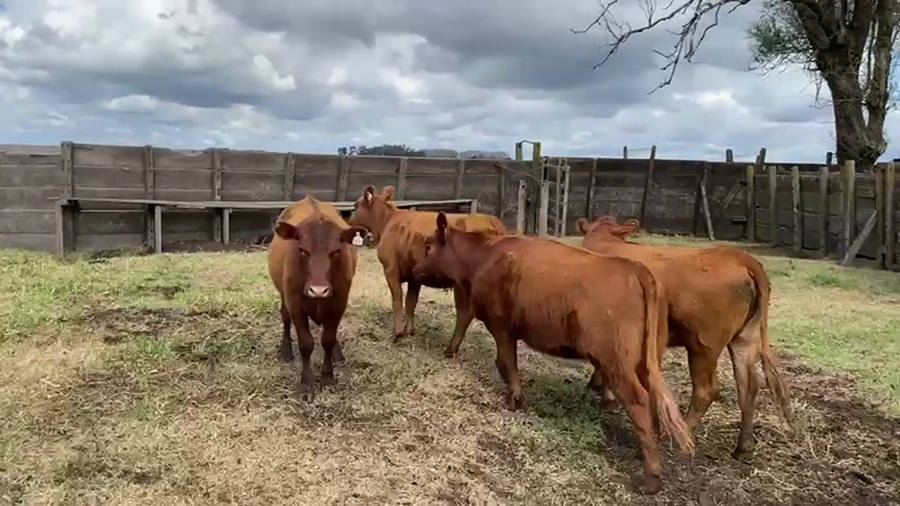 Lote 40 Terneras en Buenos Aires, Salazar