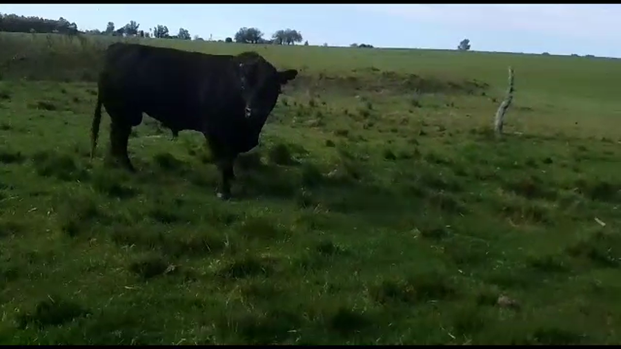 Lote Toros Angus a remate en Aniversario 115 Años - Camy 800kg -  en San Gregorio
