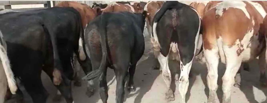 Lote 26 Novillo Engorda en Pirque, Región Metropolitana