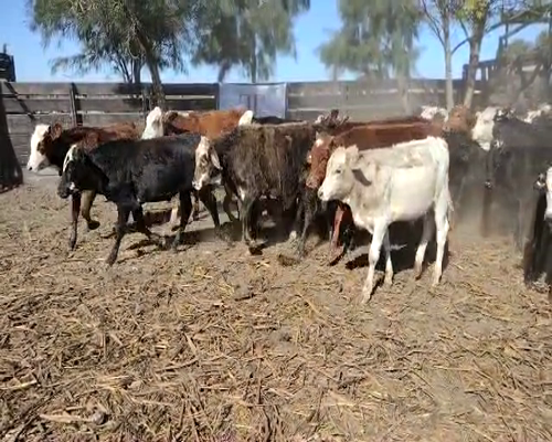 Lote 105 terneros - Tres Isletas Pcia Chaco