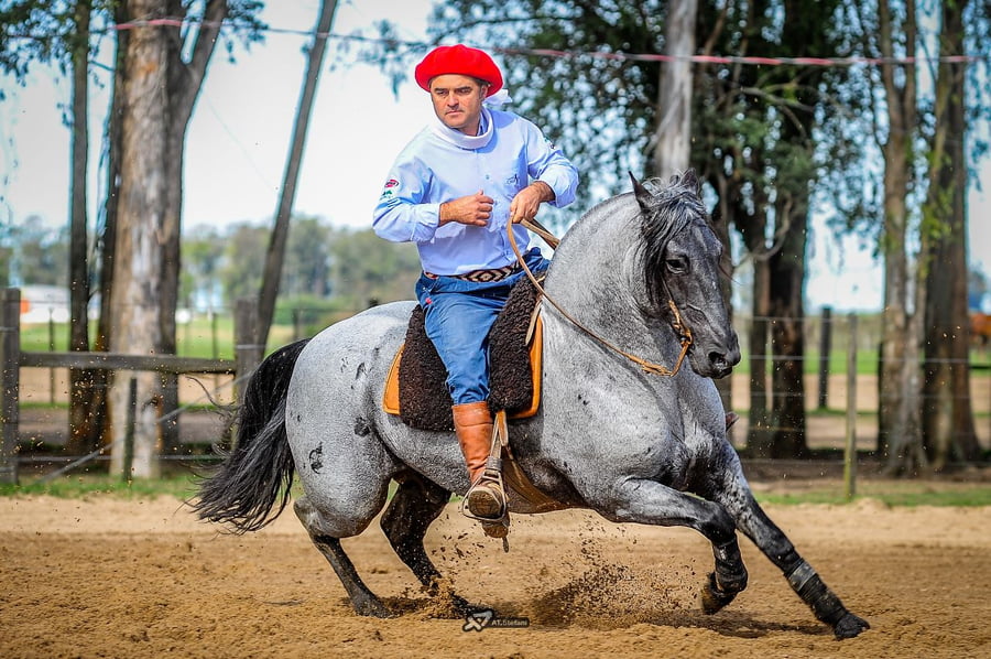 Lote Semen congelado