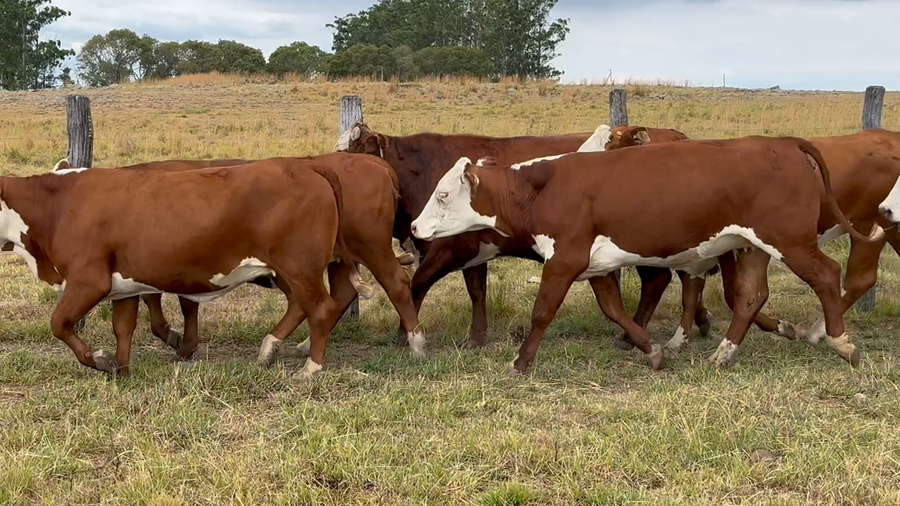 Lote 50 Vacas de invernar en Corrientes, Mercedes