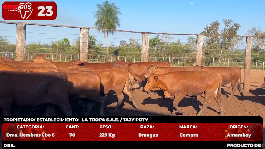 Lote LOTE 23 - POR PANTALLA