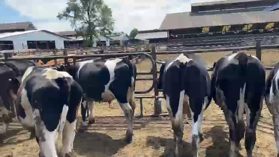 Lote 55 Novillo Engorda en Futrono, XIV Región Los Ríos