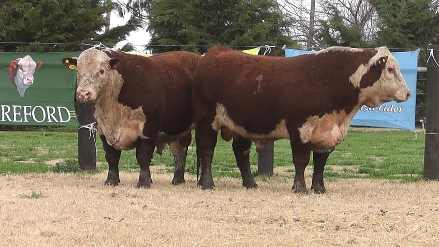 Lote TOROS P. HEREFORD PR