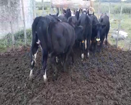 Lote 11 Terneros ANGUS HEREFORD NORMANDO Y CRUZAS a remate en Pantalla Camy 200kg - , San José