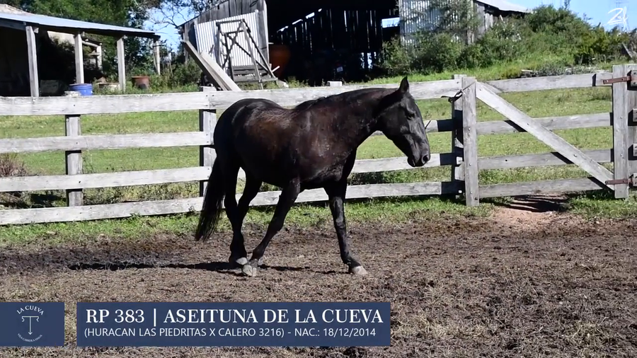 Lote Yegua de andar