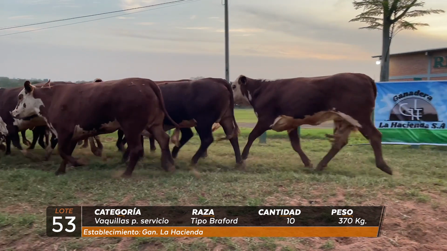 Lote VAQ PARA SERVICIO