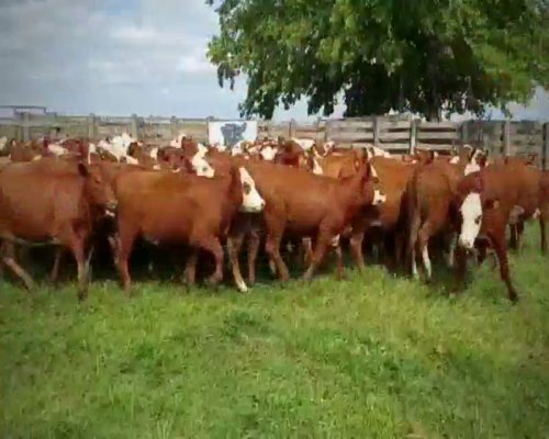 Lote 100 Vaquillonas P/ entorar en Urdinarrain, Entre Ríos