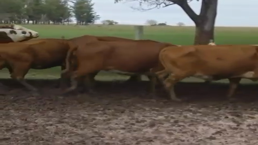 Lote 53 Vacas de invernar