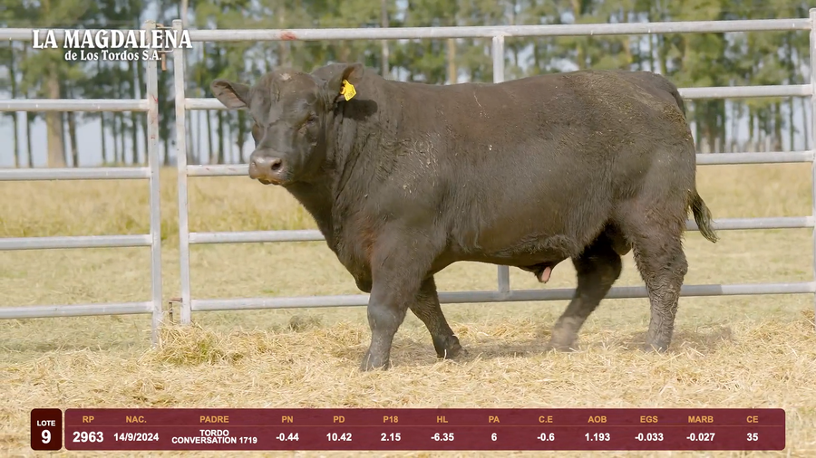 Lote Lote 9 - Angus