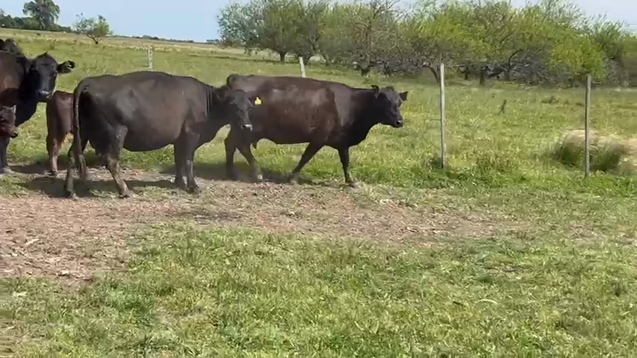 Lote 16 AL CTE USADAS