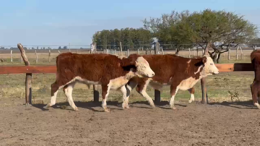 Lote 120 Terneros en Entre Ríos, El Redomón