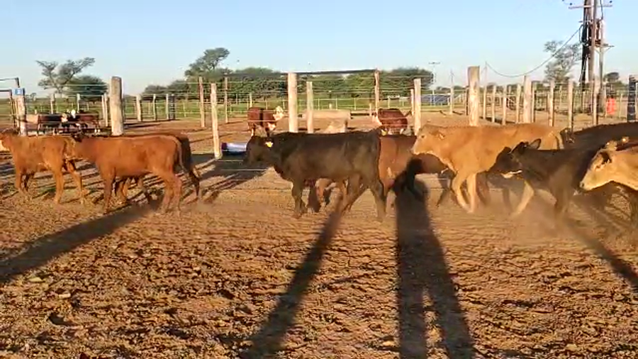 Lote 70 Terneros/as en Tintina, Santiago del Estero
