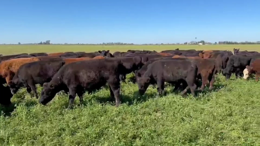 Lote 95 Terneros/as