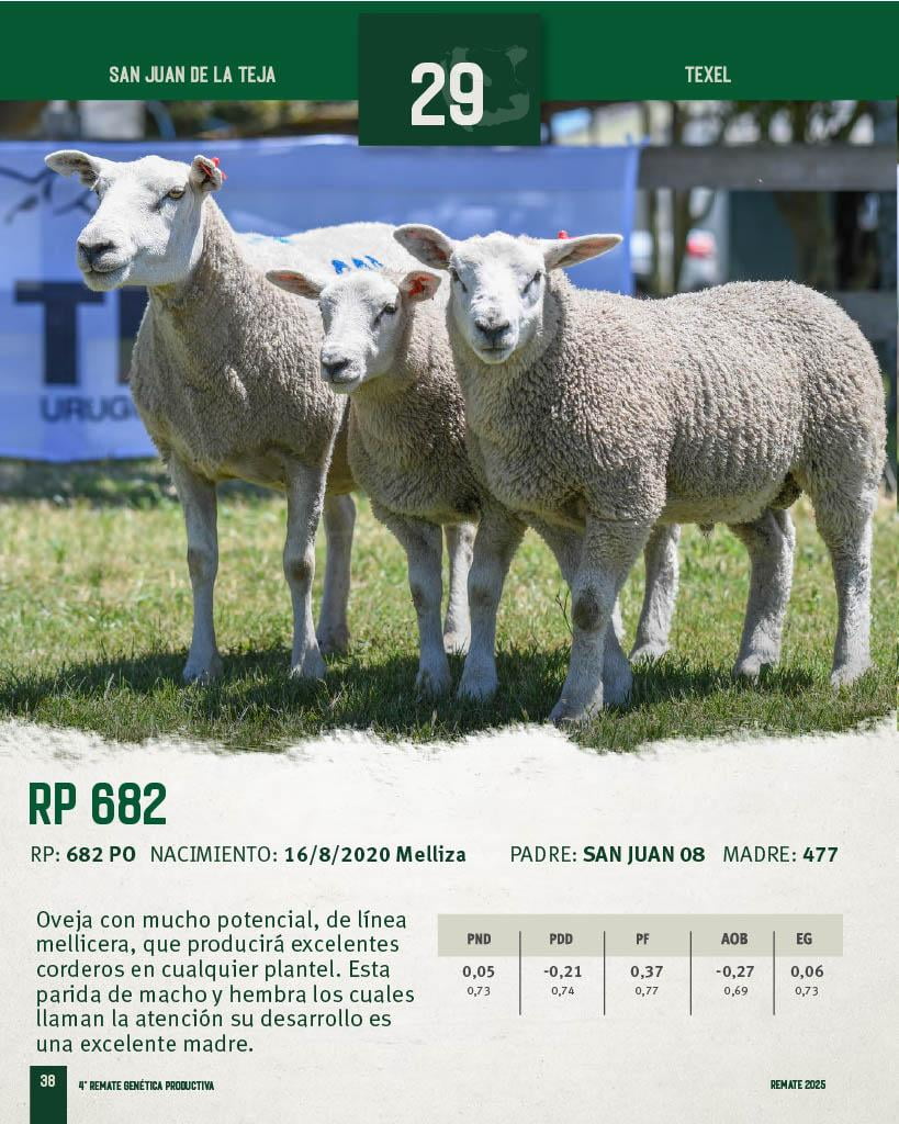 Lote Ovejas a remate en 4º Genetica Productiva, San José