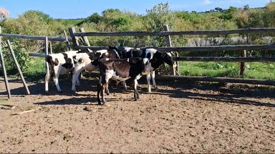 Lote TERNEROS/AS