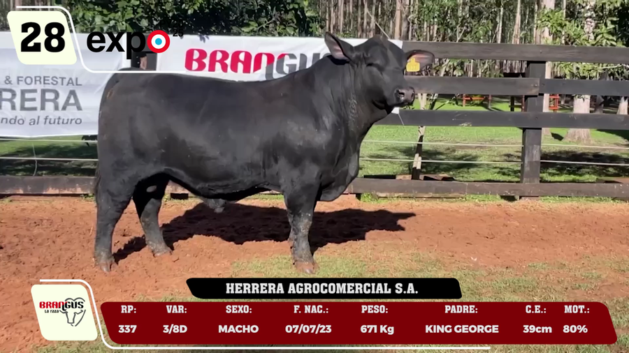 Lote LOTE 28