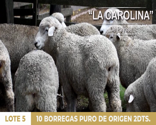 Lote 10 borregas puro de origen 2dts