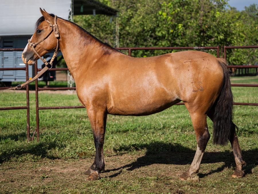 Lote SIRIGOTE EMBUSTERA