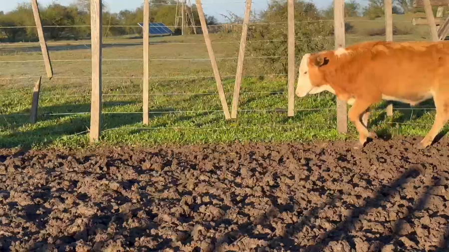 Lote 50 Terneros/as en Corrientes, Paso de Los Libres