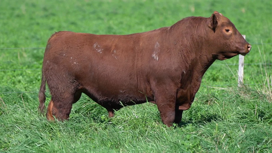 Lote TORO