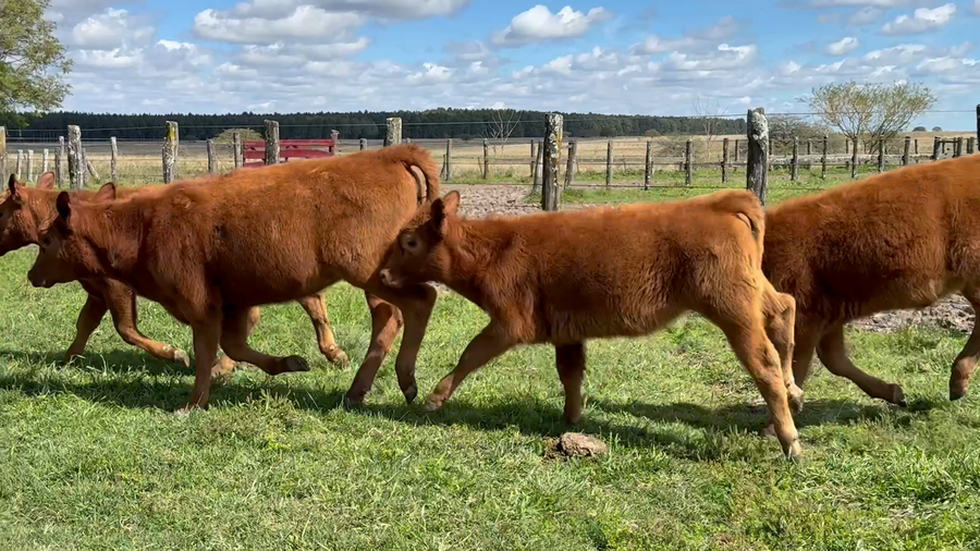 Lote 80 Terneros/as en Corrientes, Curuzu Cuatia