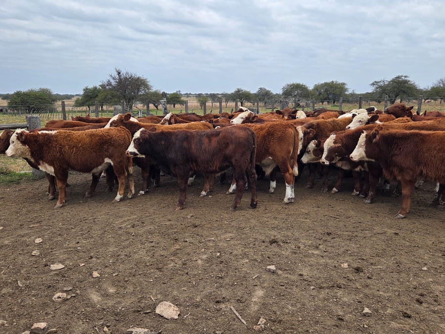 Lote 60 Terneros en Corrientes, Curuzu Cuatia