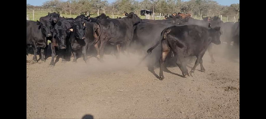 Lote 35 Vacas de invernar en Villaguay, Entre Ríos