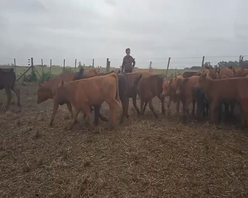 Lote 140 Terneros/as Angus Negros y Colorados, A Termino, en Gorchs, PBA..-